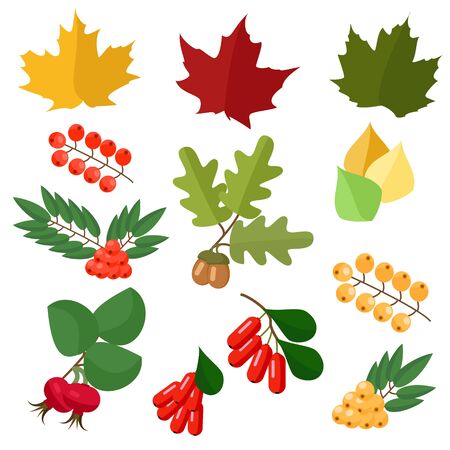 Autumn collection of leaves and berries , wild rose and barberry, maple and oakのイラスト素材
