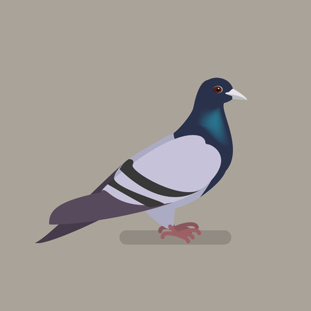 Dove bird on a branch. Isolated vector illustration of a flatのイラスト素材