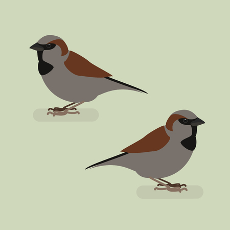 Sparrow bird on a branch. Isolated vector illustration of a flatのイラスト素材