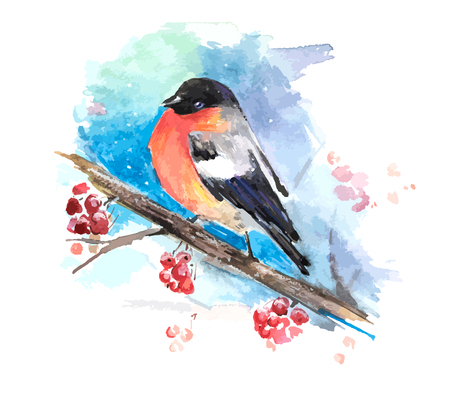 Bullfinch on the branch of mountain ash. Watercolor vectorのイラスト素材