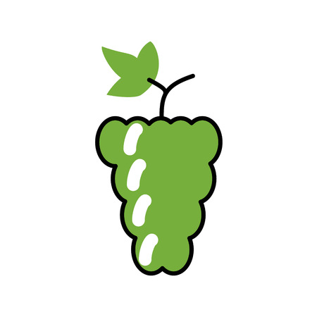 Grapes, grape vines. Vector flat lineのイラスト素材