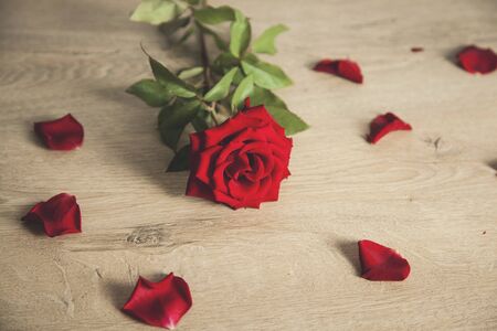 red roses with petals on the deskの写真素材