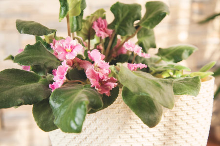  pink flower in plant on the deskの写真素材