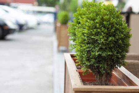 decoration green grass in the city streetの写真素材