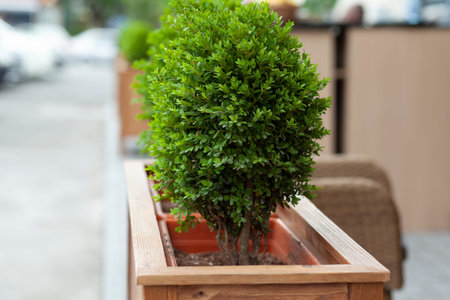 decoration green grass in the city streetの写真素材