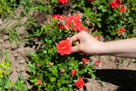 woman hand pink rose in the park