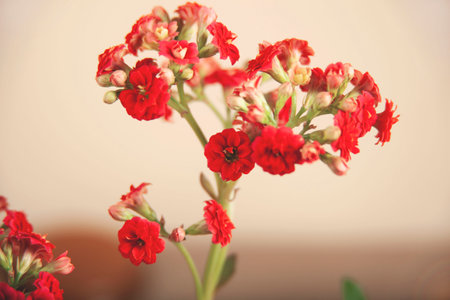 Beautiful red flower pot for home decorationの写真素材