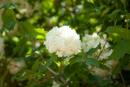white flower in the tree in the garden