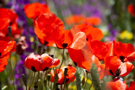 Field of Poppies on a Sunny Day - Landscapeの写真素材