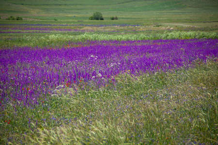 Beautiful lavender field with long purple rowsの写真素材