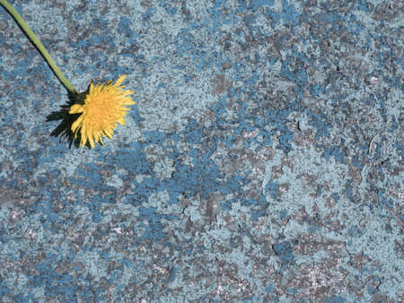Old rusty metal blue texture with yellow dandelion close up.の写真素材