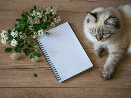 white flowers, blank notebook and a cat on wooden table, top view, flatlay.の写真素材
