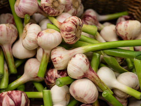 Young garlic. Young garlic harvest. many garlics. Landscape. A backdrop of garlics. Street vegetable market.の写真素材