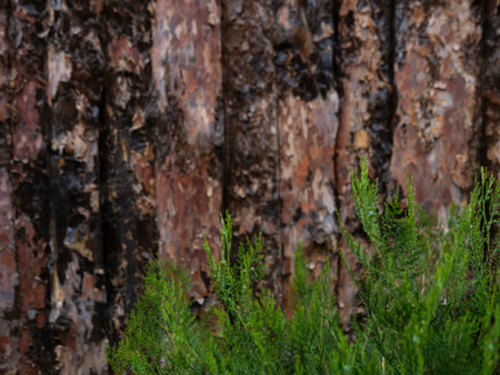 Unfinished Pine board with Juniper, cut, close-up, bark, knots, texture of bark wood use as natural...