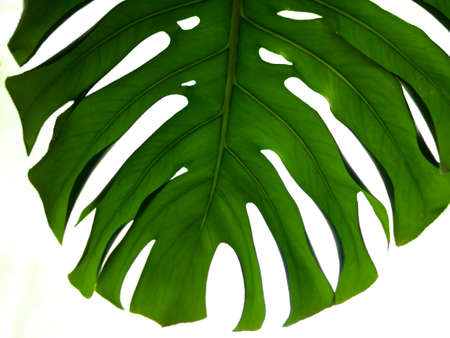 Real tropical leaves on white backgrounds.Botanical nature concepts.flat lay design. Green leaf.の写真素材