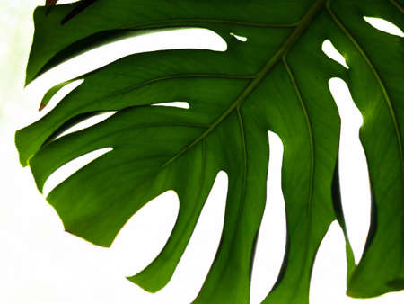 Real tropical leaves on white backgrounds.Botanical nature concepts.flat lay design. Green leaf.の写真素材
