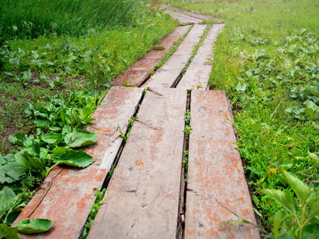 A wooden path in summer day, a road of forest logs, pine cones and gravel for walking bees. A natural wooden massage footpath. Healthy lifestyle, therapeutic massage. Wooden stylized pavement in a forest glade.の写真素材