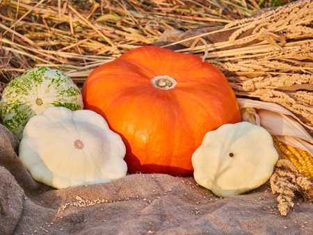 harvest of autumn vegetables pumpkin, apples, corns, patisson, zucchini, wheat spikelets. natural...