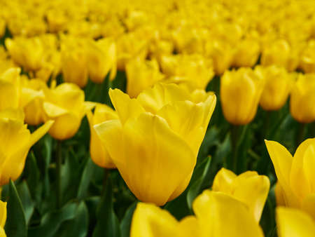 Bright colorful yellow Tulip blossoms in spring.の写真素材