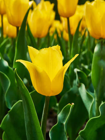 Bright colorful yellow Tulip blossoms in spring.の写真素材