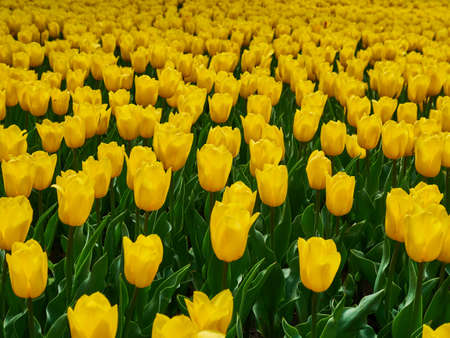 Bright colorful yellow tulips. Tulip blossoms in spring.の写真素材