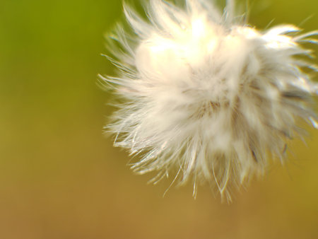 A Dandelion blowing seeds on the green background.