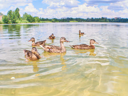 The mallard or wild duck Anas platyrhynchos. Duck with youngs on branch lying in water.の写真素材