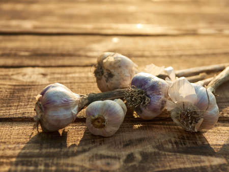 Organic garlic harvest on wooden background. Immunity improves Vegetables.の写真素材