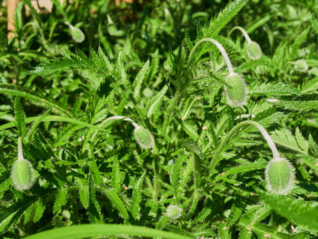 Green Bud Poppy flowers with Nature Background.の写真素材