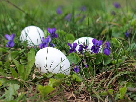 Composition of Easter eggs among grass and primroses violets on a spring dayの写真素材