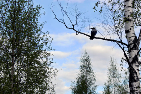 A crow on a birch branch in the forest against the blue sky on a summer day