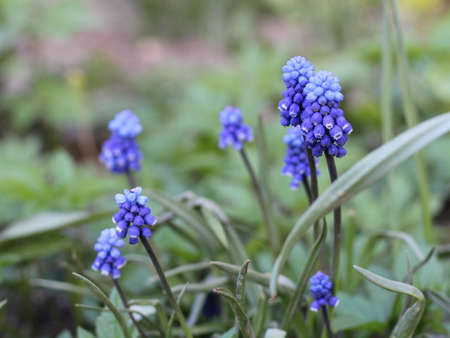 Blue muscari flowers in the greenery of grass and leaves on a spring day for backgroundの写真素材