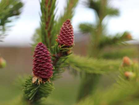 Young pine cones in close-up with green branches and needles for background