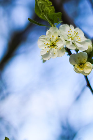 A branch of a blooming apple tree with white flowers on a blue sky background vertically for a sunny...