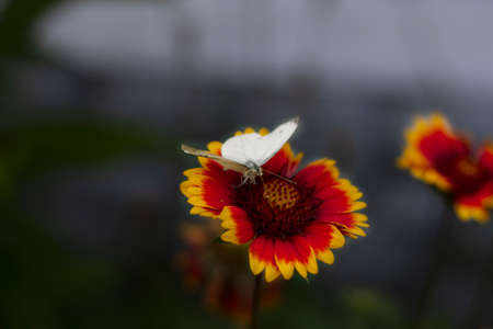 White butterfly on a red-yellow flower on a dark background in the gardenの写真素材