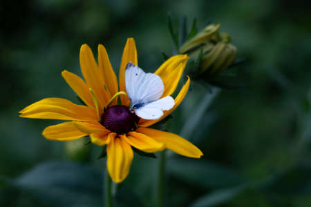 A white butterfly on a yellow rudbeckia flower in the greenery of the garden on a summer evening for backgroundの写真素材