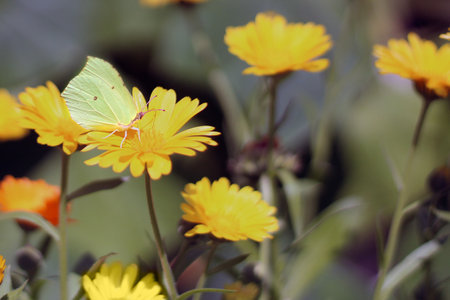 A yellow butterfly on a yellow flower in close-up feeds on a sunny summer day against the background of garden plants with space to copyの写真素材