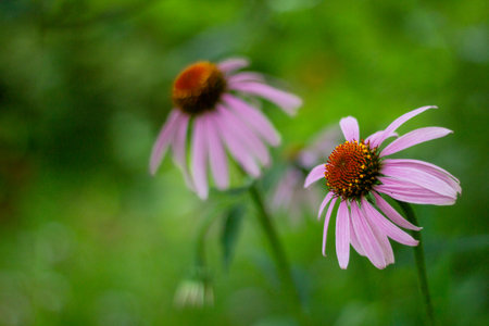 Echinacea flowers close-up on a green blurred background on a clear summer day with space to copyの写真素材