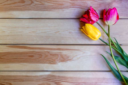 Three multicolored tulips red and yellow on a wooden background with a copy spaceの写真素材