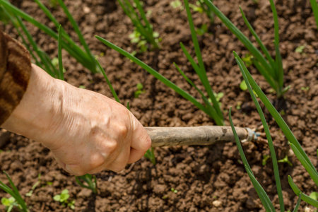 The hands of an elderly woman are hoeing the ground with plantings. Spring work on a warm sunny day.
