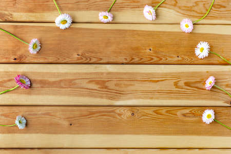 Daisies on a wooden background in the form of a semicircle. Background for congratulations. Minimalism.の写真素材