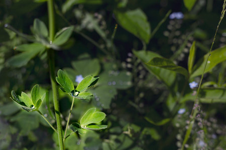 Green leaves with raindrops in the summer garden in the evening. Shooting in a dark key