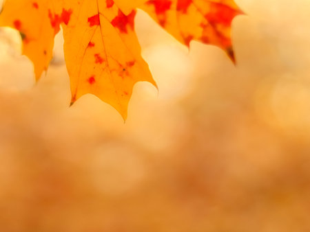 Autumn background with maple leaf close-up. Yellow, gold and red colors. Autumn concept. Copy space