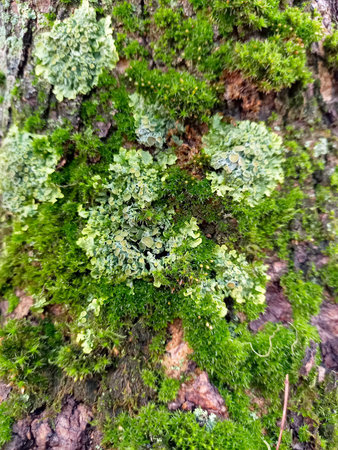 Bright green moss with mushrooms on the trunk of a tree after the rain. Abstract natural background....
