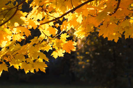 Autumn background with golden maple leaves glowing in the sun. Autumn concept. Space for text. Copy spaceの写真素材
