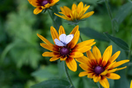 White butterfly on yellow and orange rudbeckia flowers in a green garden on a summer eveningの写真素材
