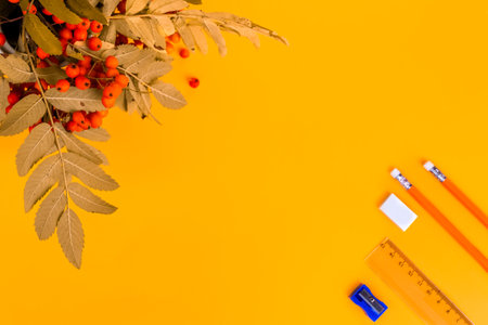 Yellow background with rowan berries and stationery. The concept of "Back to School". Pencils, eraser, sharpener, compasses, rulers and rowan berries. view from above. Space for text. mockup.の写真素材