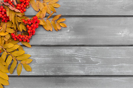 Autumn composition for the background. Clusters of mountain ash with yellowed leaves on a wooden...