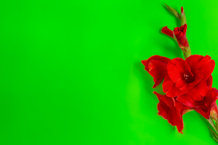 Red gladiolus flowers on a green background on top. Top view, flat layout, feminine composition. Greeting card, Valentines Day. Holidays. Space for text. Copy spaceの写真素材