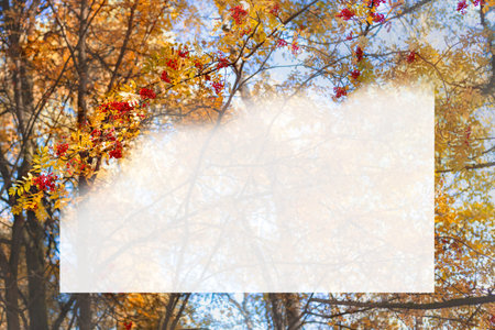 a postcard with an autumn landscape with golden tree leaves and red rowan berries. Mockup. Layout....